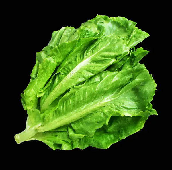 Yeşil marul salatası kırpma yolu ile izole edilmiş siyah arka planda gölge yok, taze sebzeler