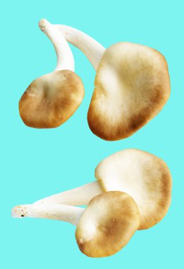 İstiridye mantarları ya da kırpma yolu olan Anka mantarları. Nane arkaplanda gölge yok.