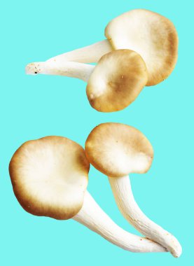 İstiridye mantarları ya da kırpma yolu olan Anka mantarları. Nane arkaplanda gölge yok.