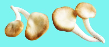 İstiridye mantarları ya da kırpma yolu olan Anka mantarları. Nane arkaplanda gölge yok.