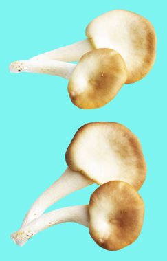 İstiridye mantarları ya da kırpma yolu olan Anka mantarları. Nane arkaplanda gölge yok.