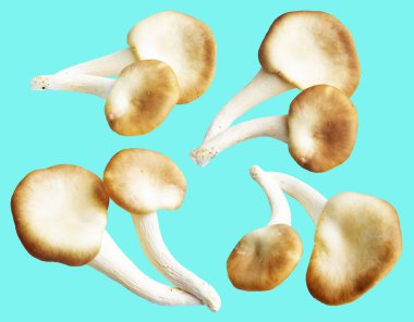 İstiridye mantarları ya da kırpma yolu olan Anka mantarları. Nane arkaplanda gölge yok.