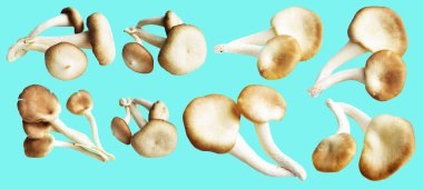 İstiridye mantarları ya da kırpma yolu olan Anka mantarları. Nane arkaplanda gölge yok.