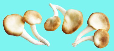 İstiridye mantarları ya da kırpma yolu olan Anka mantarları. Nane arkaplanda gölge yok.