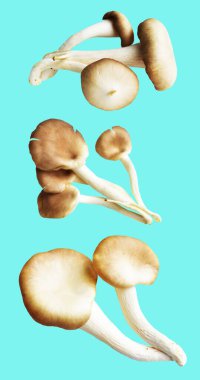 İstiridye mantarları ya da kırpma yolu olan Anka mantarları. Nane arkaplanda gölge yok.