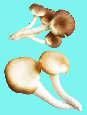 İstiridye mantarları ya da kırpma yolu olan Anka mantarları. Nane arkaplanda gölge yok.