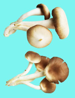 İstiridye mantarları ya da kırpma yolu olan Anka mantarları. Nane arkaplanda gölge yok.