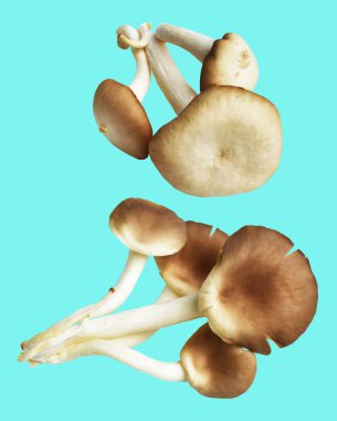 İstiridye mantarları ya da kırpma yolu olan Anka mantarları. Nane arkaplanda gölge yok.