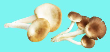 İstiridye mantarları ya da kırpma yolu olan Anka mantarları. Nane arkaplanda gölge yok.