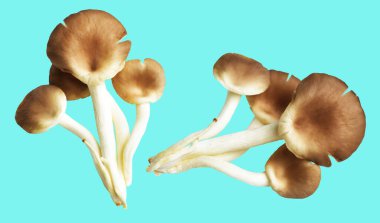 İstiridye mantarları ya da kırpma yolu olan Anka mantarları. Nane arkaplanda gölge yok.