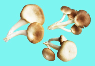 İstiridye mantarları ya da kırpma yolu olan Anka mantarları. Nane arkaplanda gölge yok.