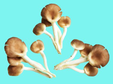 İstiridye mantarları ya da kırpma yolu olan Anka mantarları. Nane arkaplanda gölge yok.