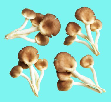 İstiridye mantarları ya da kırpma yolu olan Anka mantarları. Nane arkaplanda gölge yok.