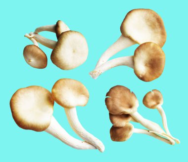 İstiridye mantarları ya da kırpma yolu olan Anka mantarları. Nane arkaplanda gölge yok.