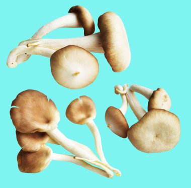 İstiridye mantarları ya da kırpma yolu olan Anka mantarları. Nane arkaplanda gölge yok.