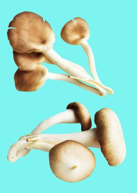 İstiridye mantarları ya da kırpma yolu olan Anka mantarları. Nane arkaplanda gölge yok.