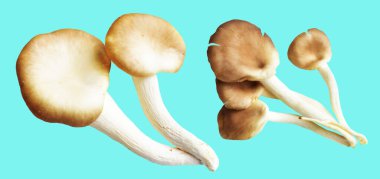 İstiridye mantarları ya da kırpma yolu olan Anka mantarları. Nane arkaplanda gölge yok.