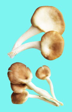 İstiridye mantarları ya da kırpma yolu olan Anka mantarları. Nane arkaplanda gölge yok.