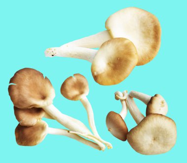 İstiridye mantarları ya da kırpma yolu olan Anka mantarları. Nane arkaplanda gölge yok.