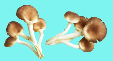 İstiridye mantarları ya da kırpma yolu olan Anka mantarları. Nane arkaplanda gölge yok.