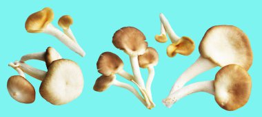 İstiridye mantarları ya da kırpma yolu olan Anka mantarları. Nane arkaplanda gölge yok.