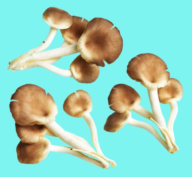 İstiridye mantarları ya da kırpma yolu olan Anka mantarları. Nane arkaplanda gölge yok.