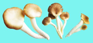 İstiridye mantarları ya da kırpma yolu olan Anka mantarları. Nane arkaplanda gölge yok.