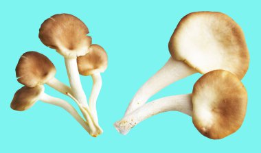 İstiridye mantarları ya da kırpma yolu olan Anka mantarları. Nane arkaplanda gölge yok.