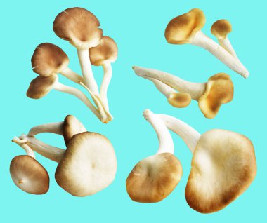 İstiridye mantarları ya da kırpma yolu olan Anka mantarları. Nane arkaplanda gölge yok.