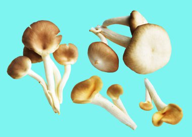 İstiridye mantarları ya da kırpma yolu olan Anka mantarları. Nane arkaplanda gölge yok.