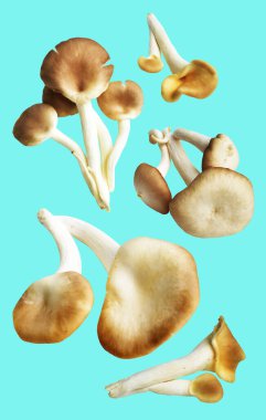 İstiridye mantarları ya da kırpma yolu olan Anka mantarları. Nane arkaplanda gölge yok.