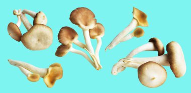 İstiridye mantarları ya da kırpma yolu olan Anka mantarları. Nane arkaplanda gölge yok.