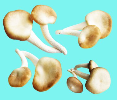 İstiridye mantarları ya da kırpma yolu olan Anka mantarları. Nane arkaplanda gölge yok.