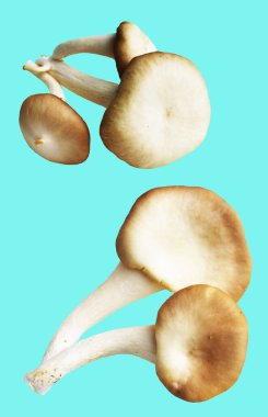 İstiridye mantarları ya da kırpma yolu olan Anka mantarları. Nane arkaplanda gölge yok.