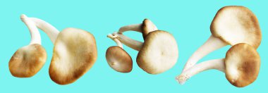 İstiridye mantarları ya da kırpma yolu olan Anka mantarları. Nane arkaplanda gölge yok.