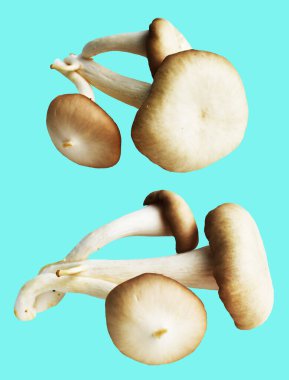 İstiridye mantarları ya da kırpma yolu olan Anka mantarları. Nane arkaplanda gölge yok.