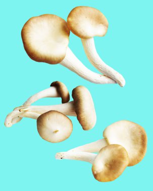 İstiridye mantarları ya da kırpma yolu olan Anka mantarları. Nane arkaplanda gölge yok.