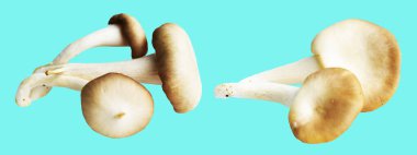 İstiridye mantarları ya da kırpma yolu olan Anka mantarları. Nane arkaplanda gölge yok.