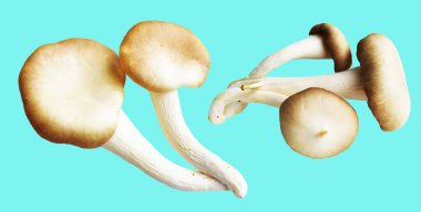 İstiridye mantarları ya da kırpma yolu olan Anka mantarları. Nane arkaplanda gölge yok.