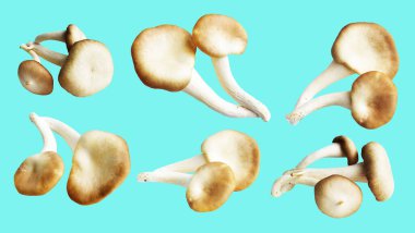 İstiridye mantarları ya da kırpma yolu olan Anka mantarları. Nane arkaplanda gölge yok.