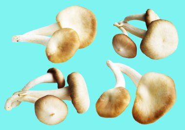 İstiridye mantarları ya da kırpma yolu olan Anka mantarları. Nane arkaplanda gölge yok.