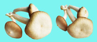 İstiridye mantarları ya da kırpma yolu olan Anka mantarları. Nane arkaplanda gölge yok.