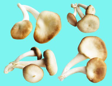 İstiridye mantarları ya da kırpma yolu olan Anka mantarları. Nane arkaplanda gölge yok.