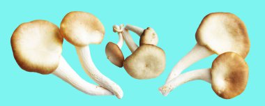 İstiridye mantarları ya da kırpma yolu olan Anka mantarları. Nane arkaplanda gölge yok.