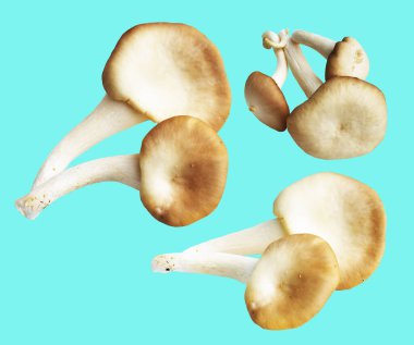 İstiridye mantarları ya da kırpma yolu olan Anka mantarları. Nane arkaplanda gölge yok.