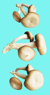 İstiridye mantarları ya da kırpma yolu olan Anka mantarları. Nane arkaplanda gölge yok.