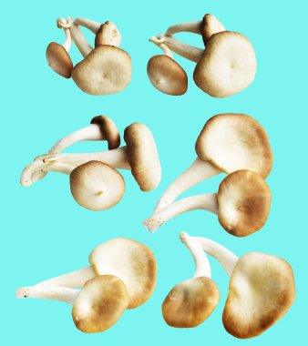 İstiridye mantarları ya da kırpma yolu olan Anka mantarları. Nane arkaplanda gölge yok.