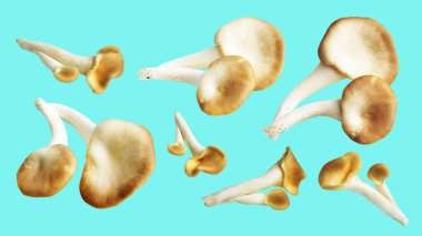 İstiridye mantarları ya da kırpma yolu olan Anka mantarları. Nane arkaplanda gölge yok.