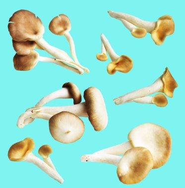 İstiridye mantarları ya da kırpma yolu olan Anka mantarları. Nane arkaplanda gölge yok.