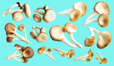 İstiridye mantarları ya da kırpma yolu olan Anka mantarları. Nane arkaplanda gölge yok.